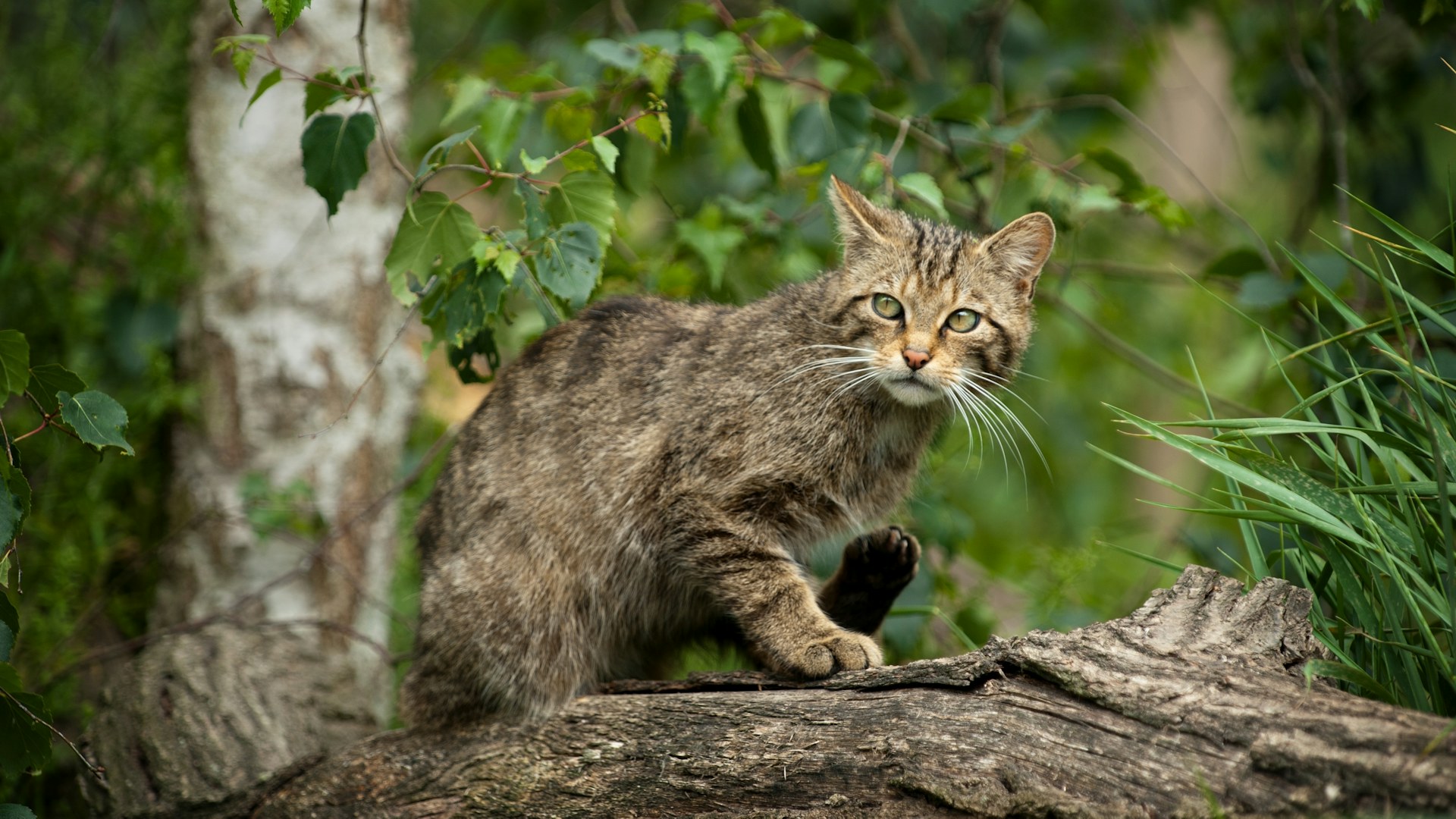 Scottish Wildcat