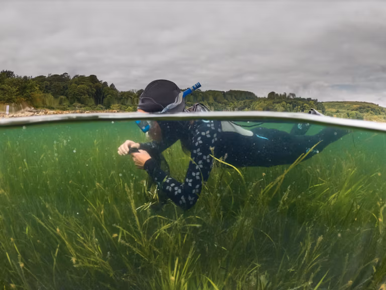 Diver surveying