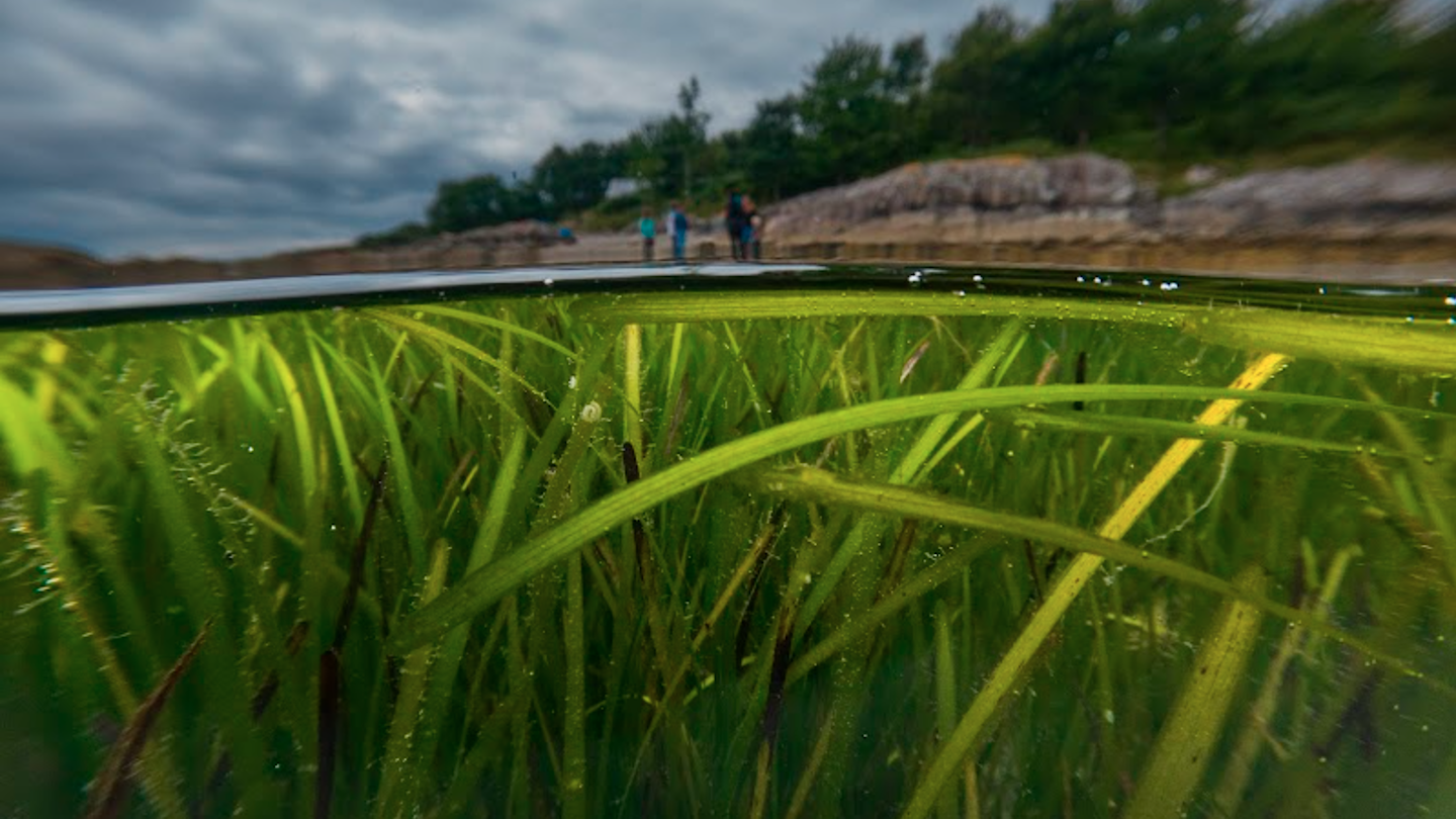 Marine seagrass