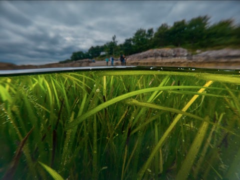 Marine seagrass