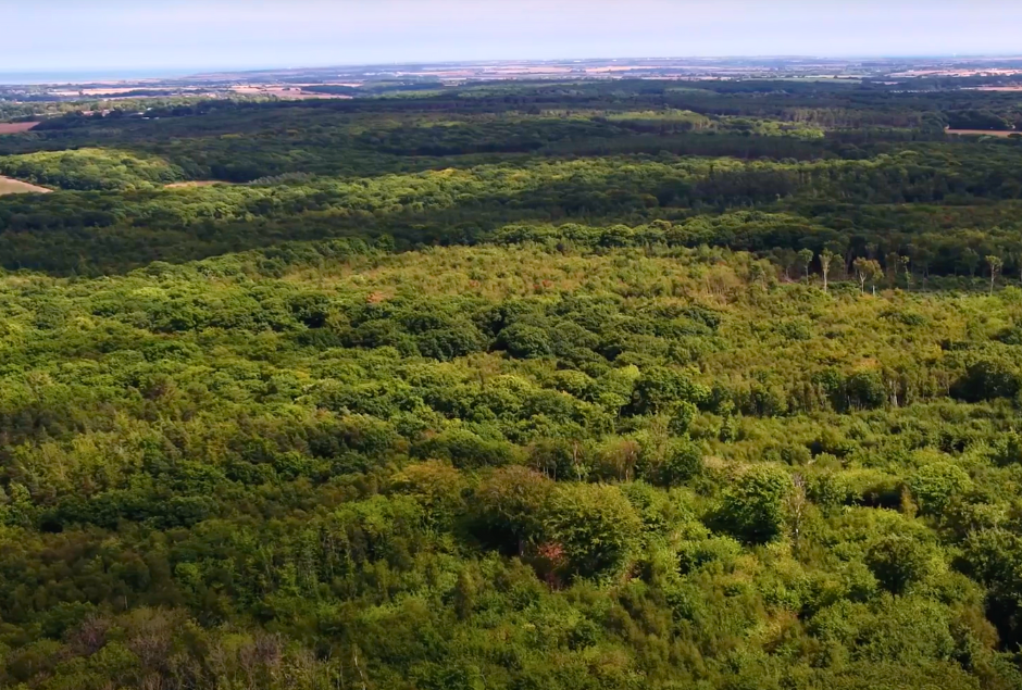 An aerial shot of the Blean woodlands taken as a screenshot from the Bison film