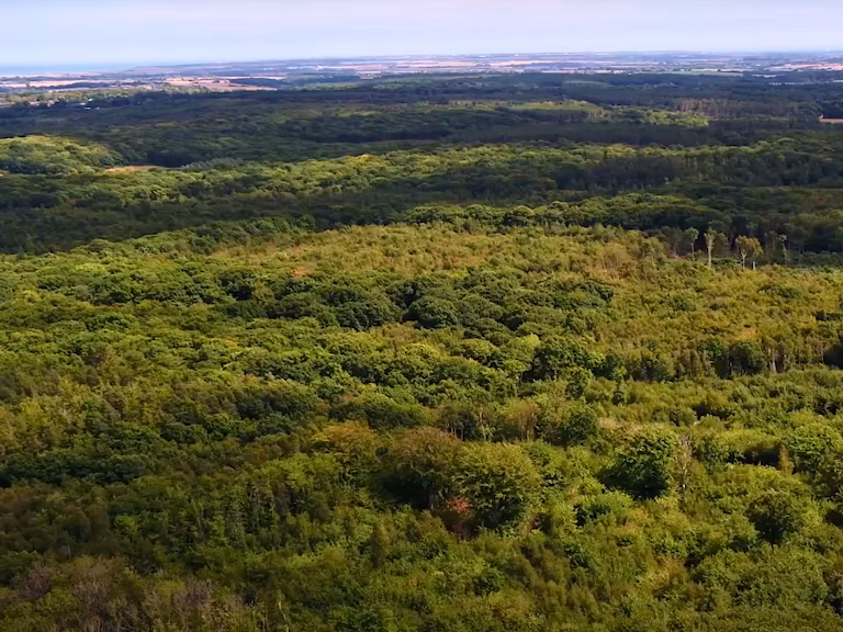 An aerial shot of the Blean woodlands taken as a screenshot from the Bison film