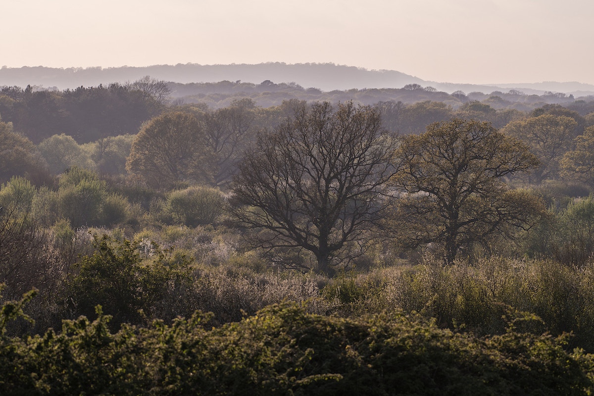 Scrub at Knepp