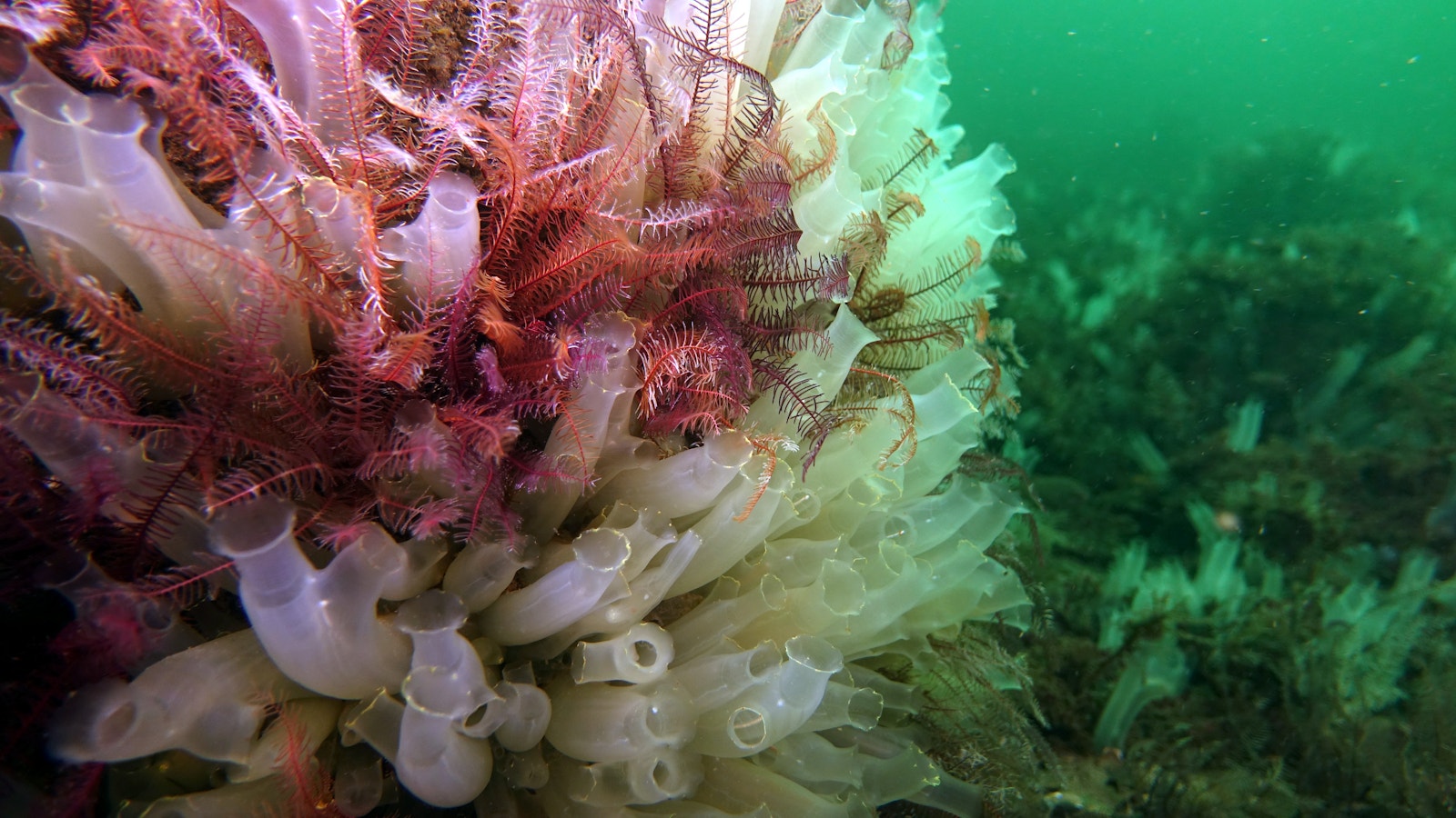 Sea Squirts and Feather Stars on the sea floor
