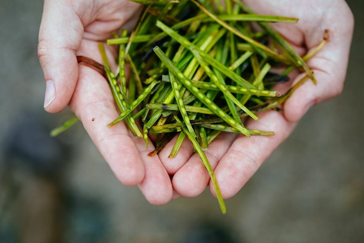 A pair of hands holding out some seagrass seeds over the ocean