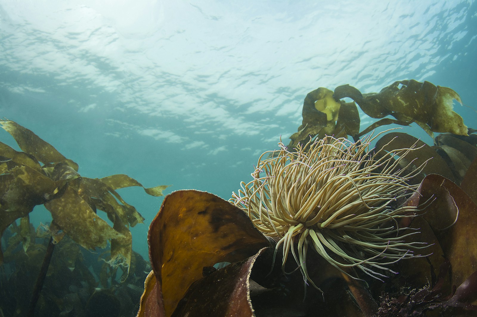 Scaling up existing marine restoration through a partnership approach