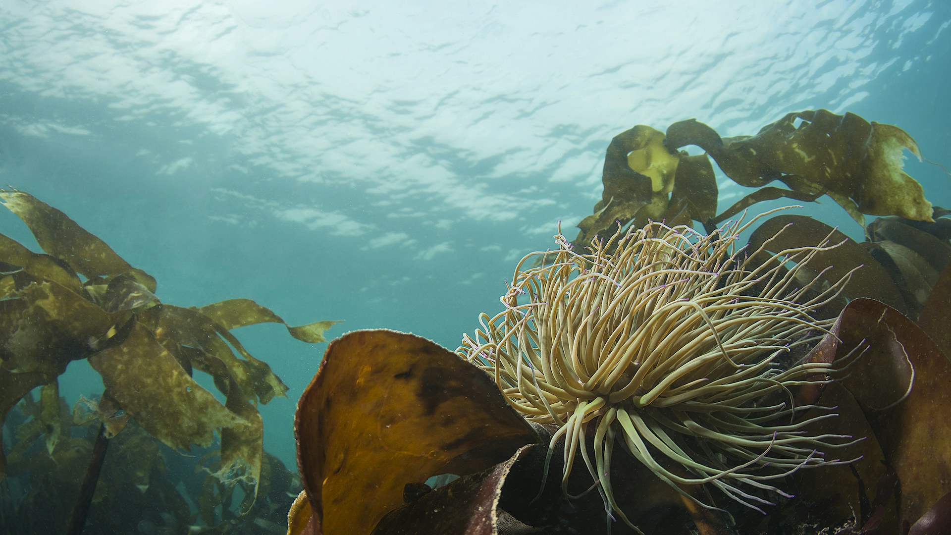 Scaling up existing marine restoration through a partnership approach