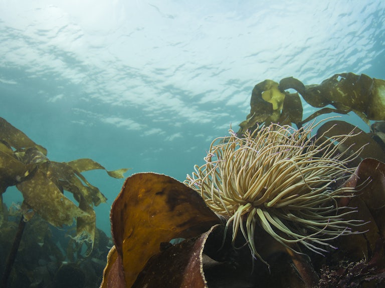 Scaling up existing marine restoration through a partnership approach