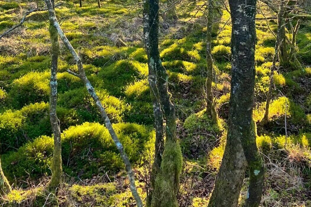 Sphagnums and birch on peatland.