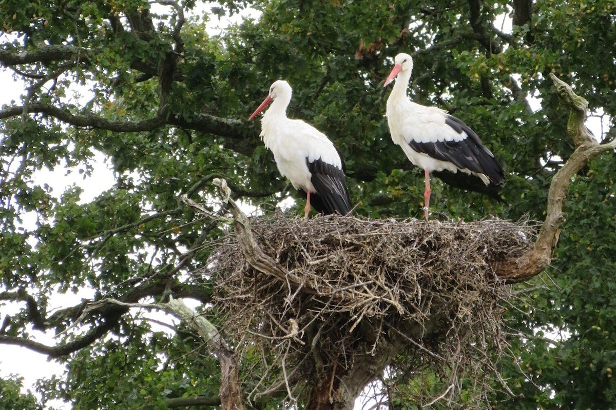 Storks at Knepp