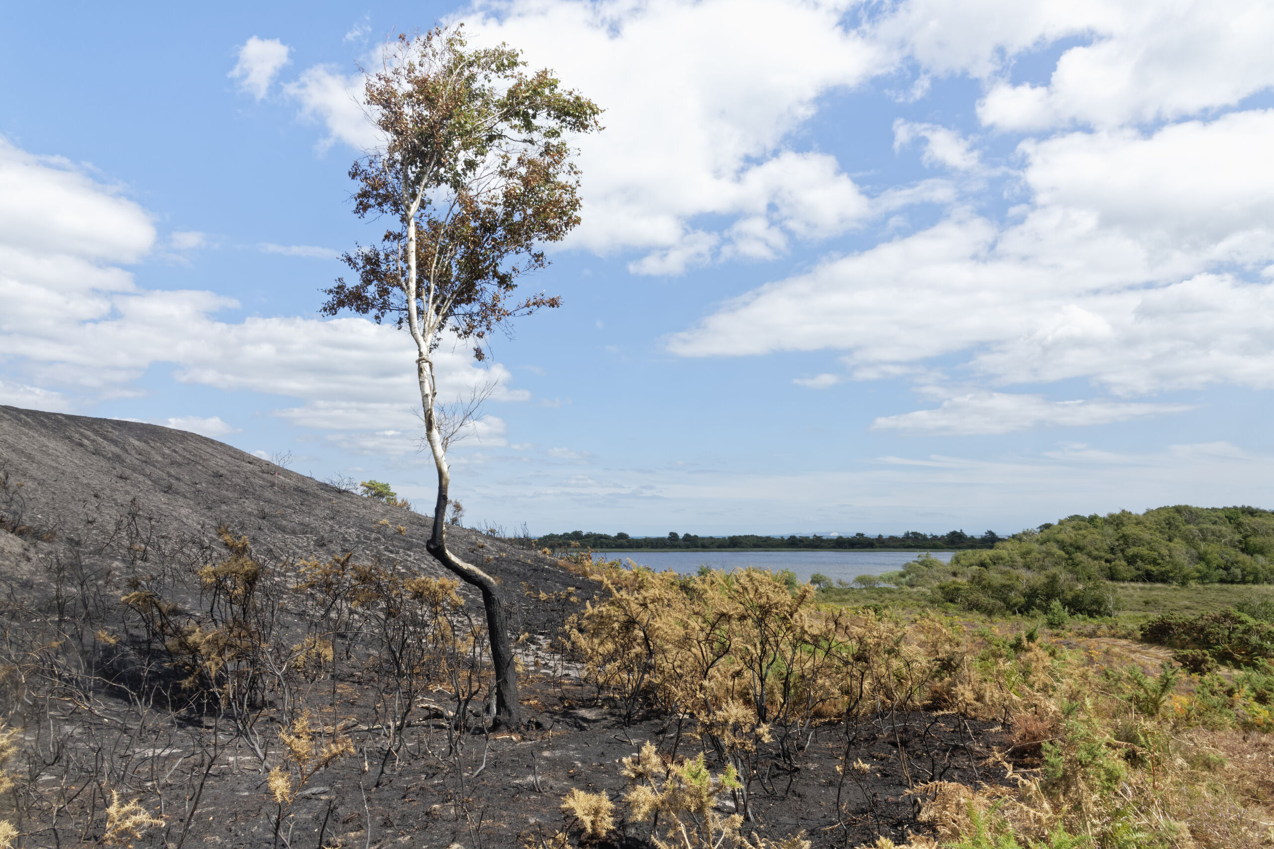 Charred remains of Common gorse (Ulex europaeus) bushes and Silver birch (Betula pendula) tree at the edge of a 5 hectare patch of heathland badly burnt by a major fire.
