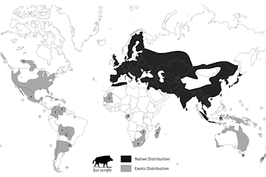 Sus scrofa global distribution map