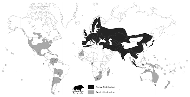 Sus scrofa global distribution map