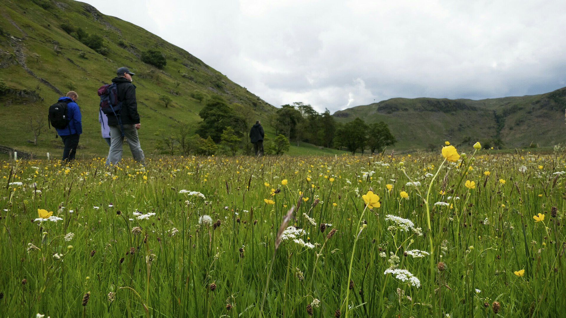 Some people walk through a field of wildflowers at Haweswater reserve