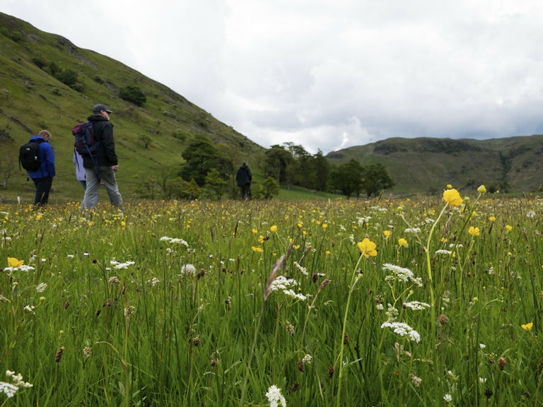 Some people walk through a field of wildflowers at Haweswater reserve