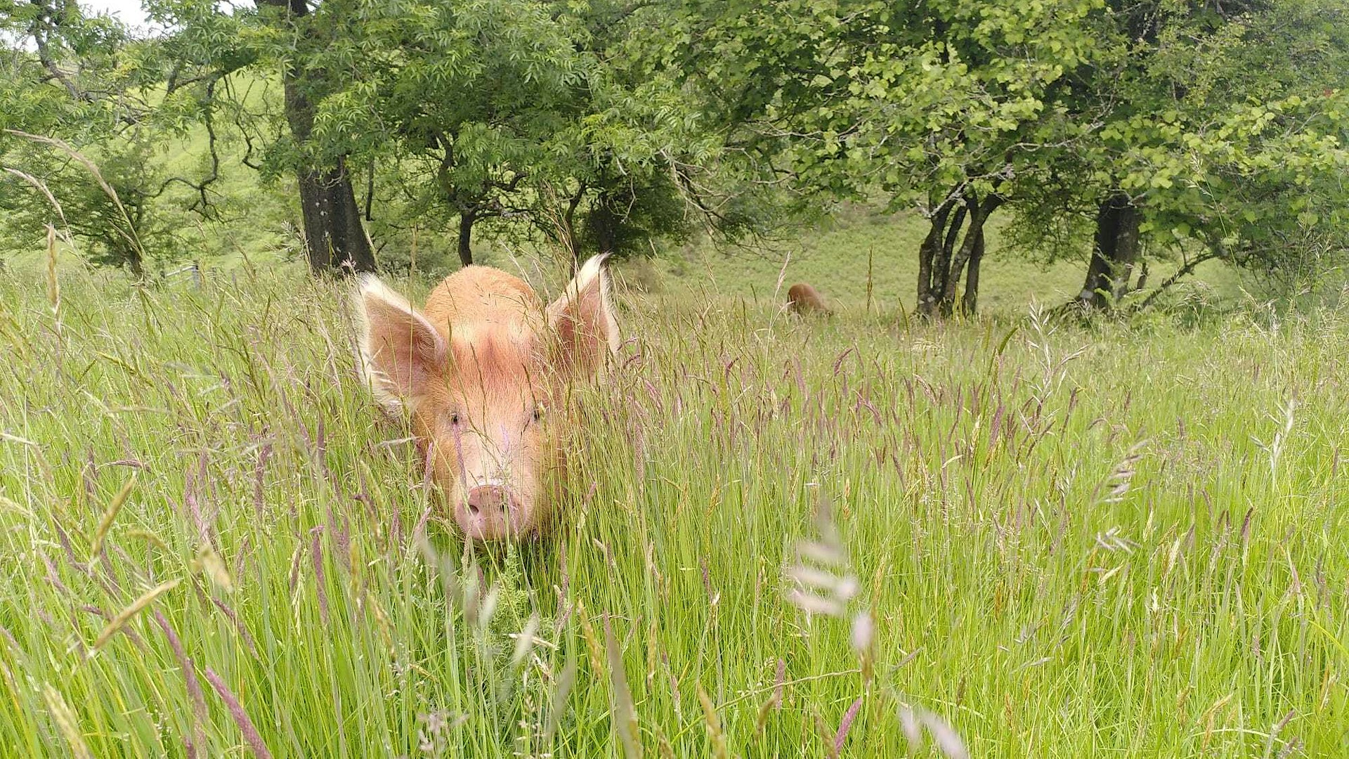 Pentwyn Farm RWT