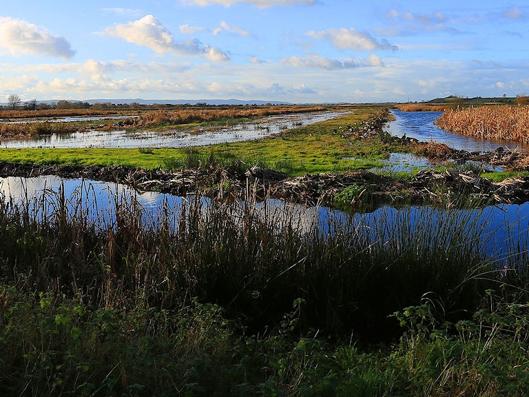 The wetlands