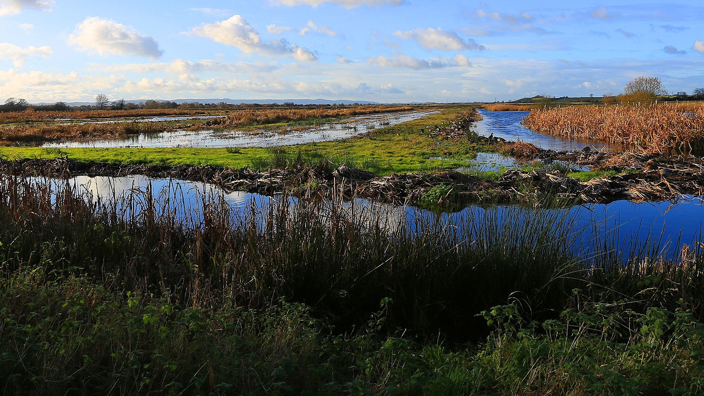 The wetlands