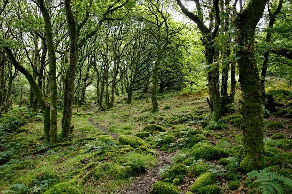 Mossy woodland