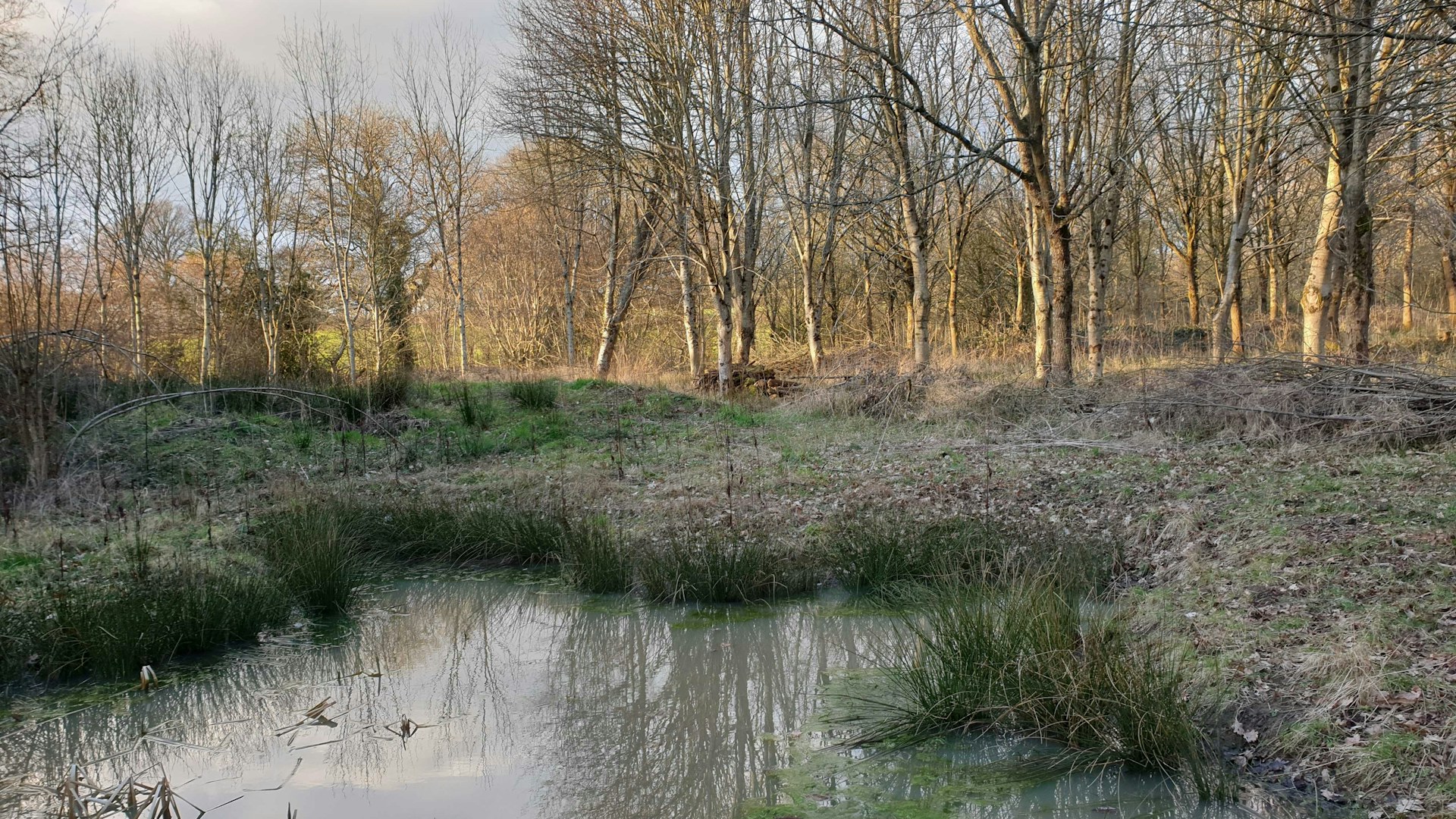 Natural pond in winter, Underhill Wood Nature Reserve