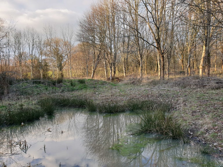 Natural pond in winter, Underhill Wood Nature Reserve