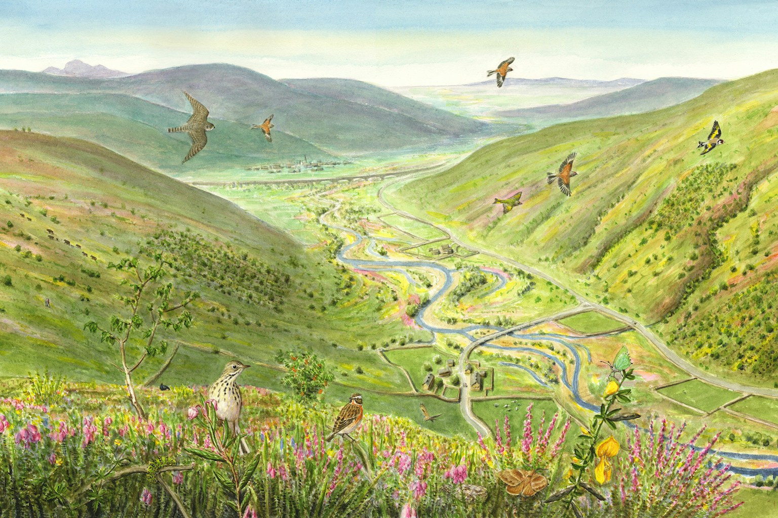 Uplands transition