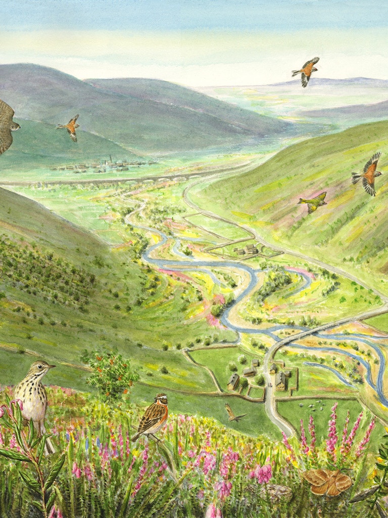Uplands transition
