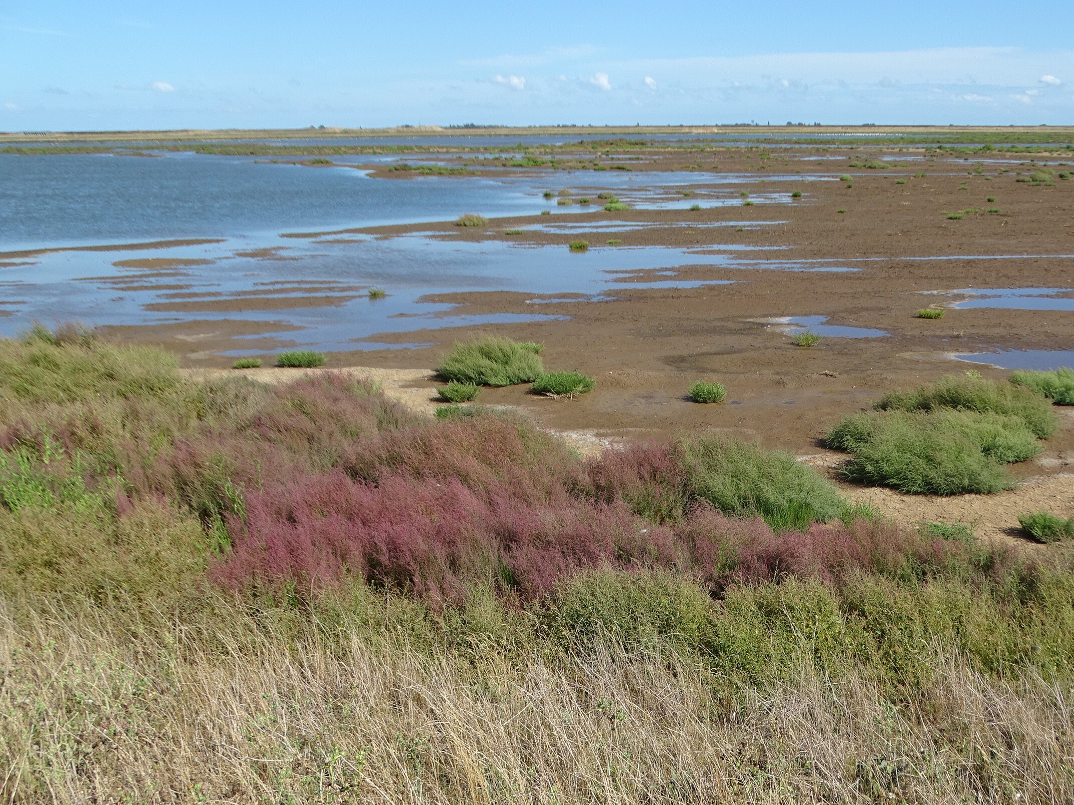 Wallasea flooding up Stokes Lagoon August 2020