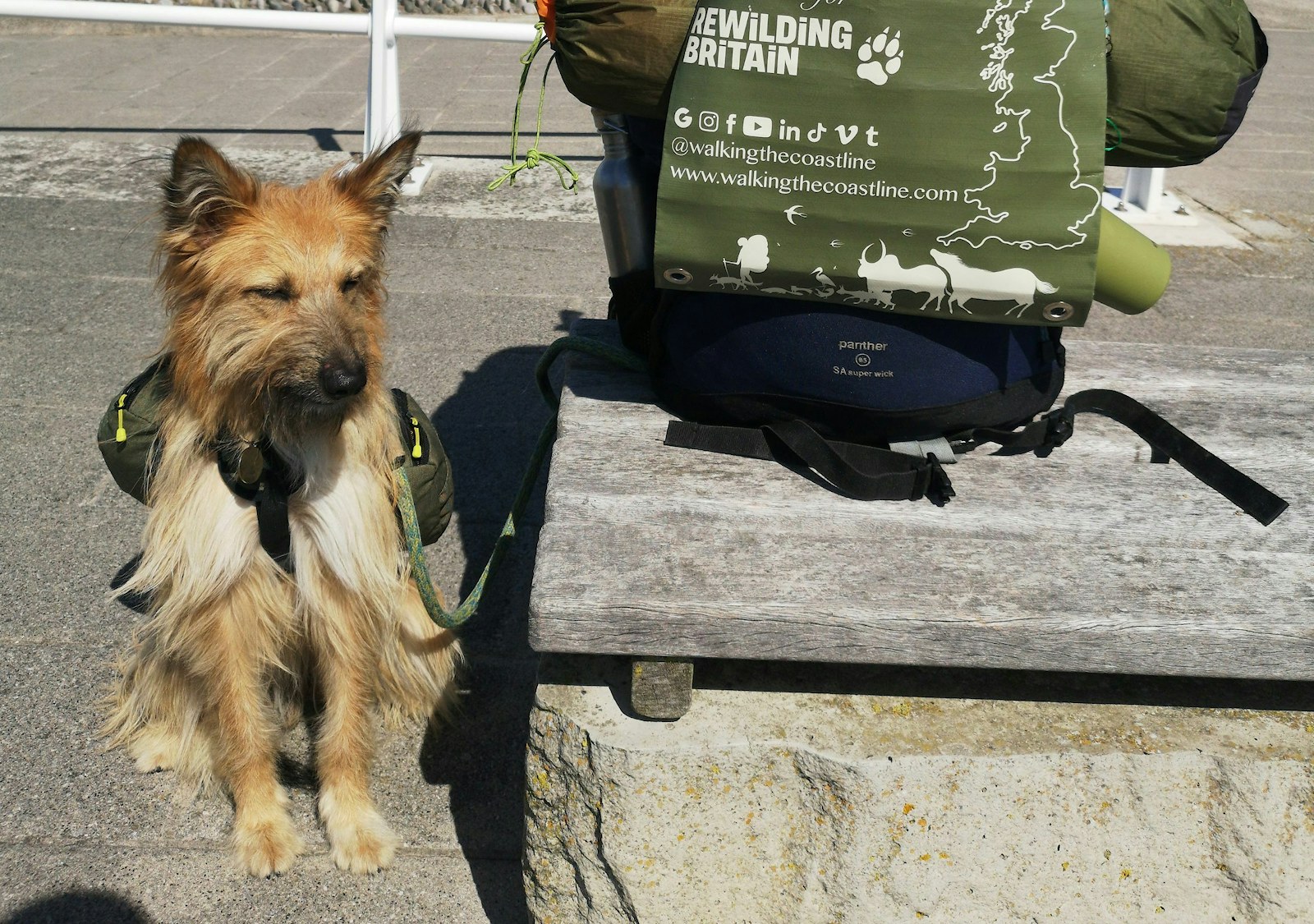 A dog sitting by a rucksack that reads 'walking for Rewilding Britain'