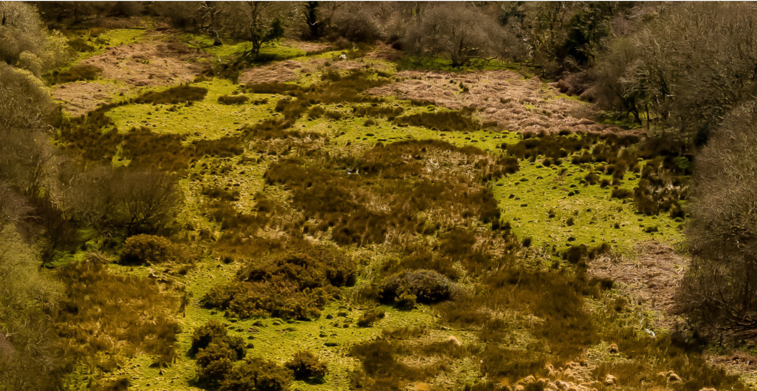 Wet field mosaic aerial 2021