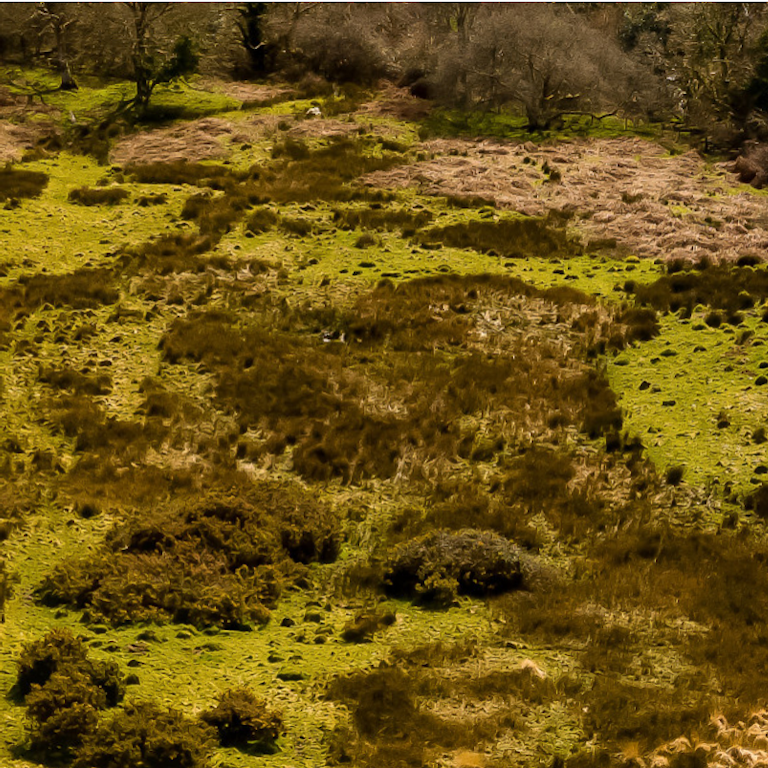 Wet field mosaic aerial 2021