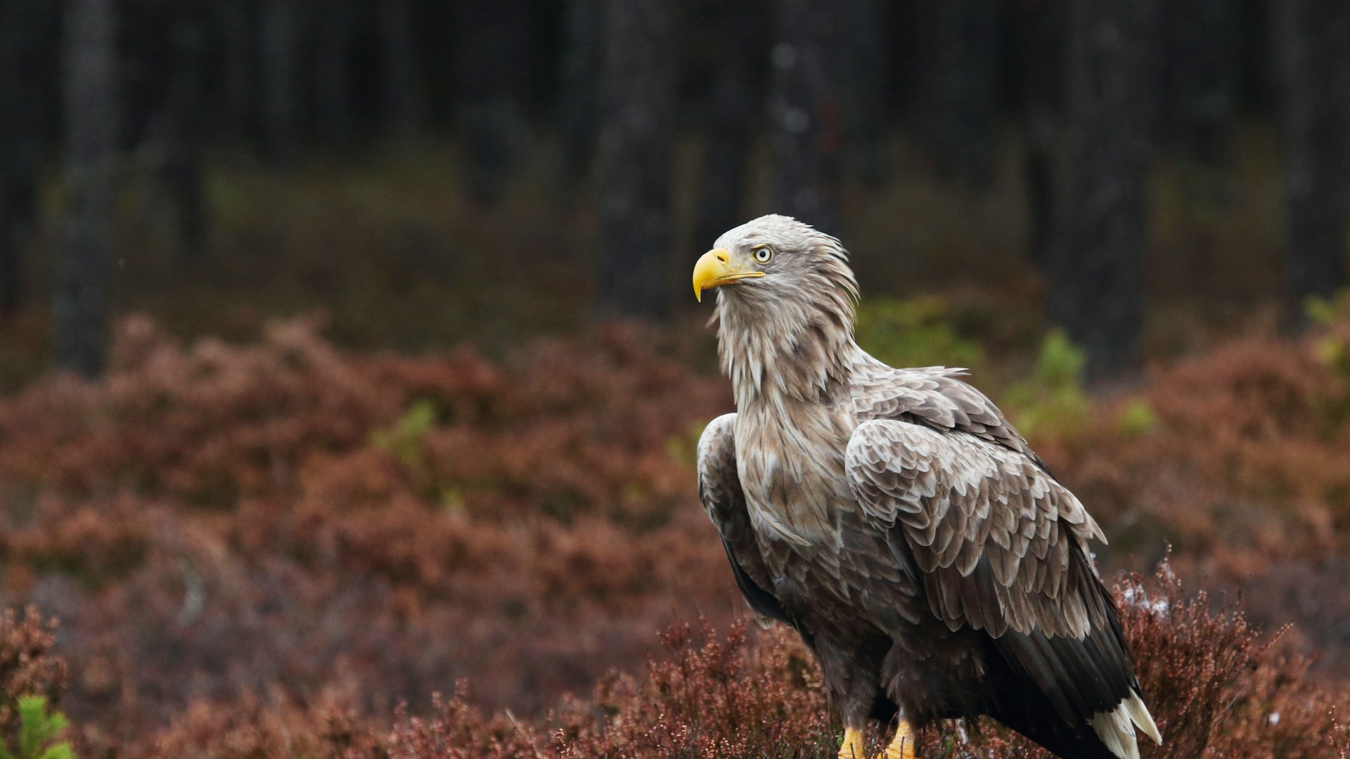White tailed eagle standing in heather, Estonia