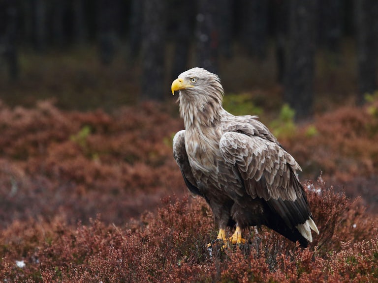 White tailed eagle standing in heather, Estonia