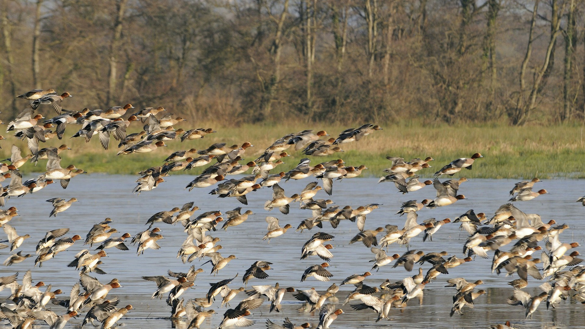 Flock of wigeon flying over a marsh.