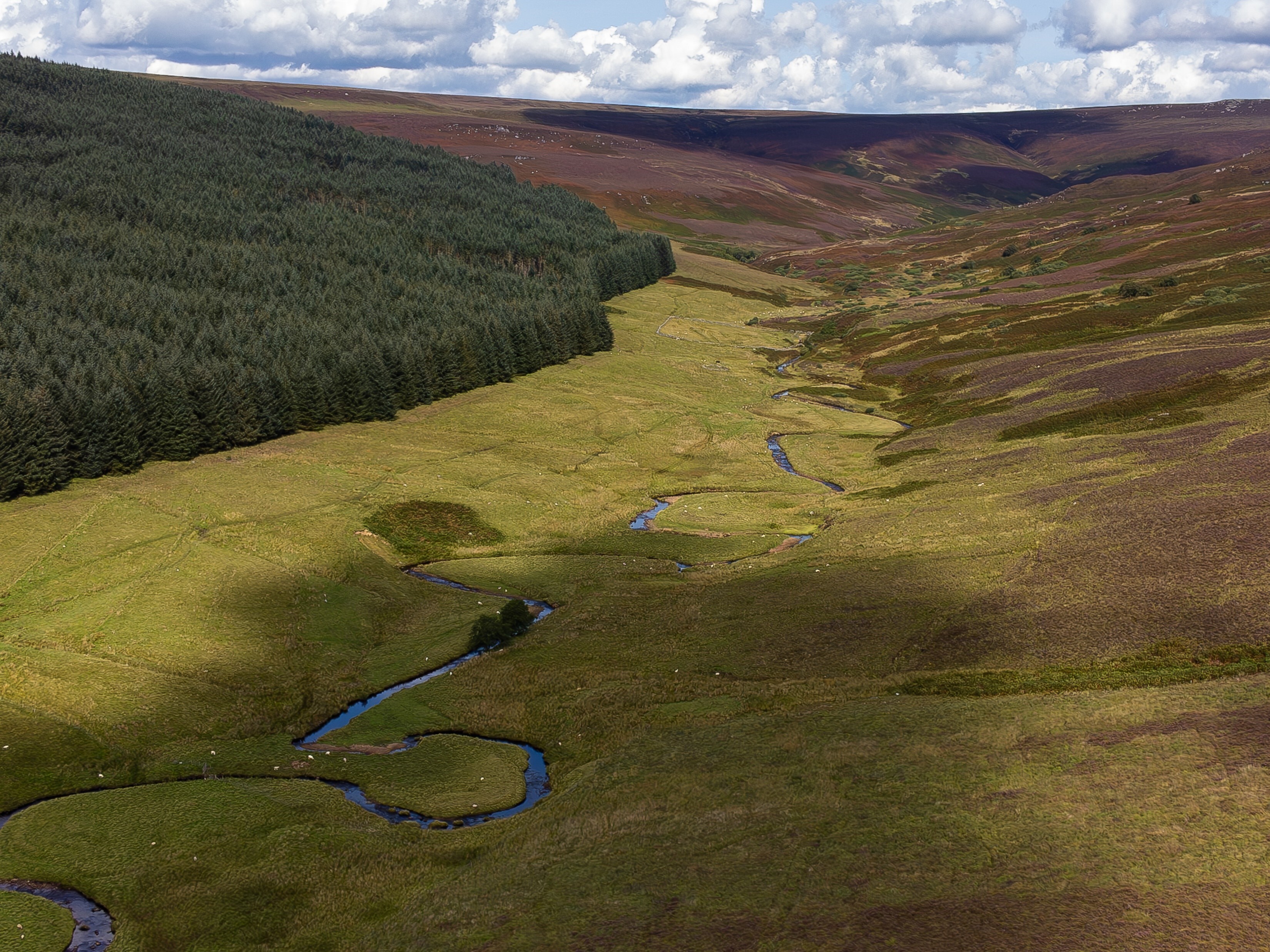 Wild Kielder White Burn