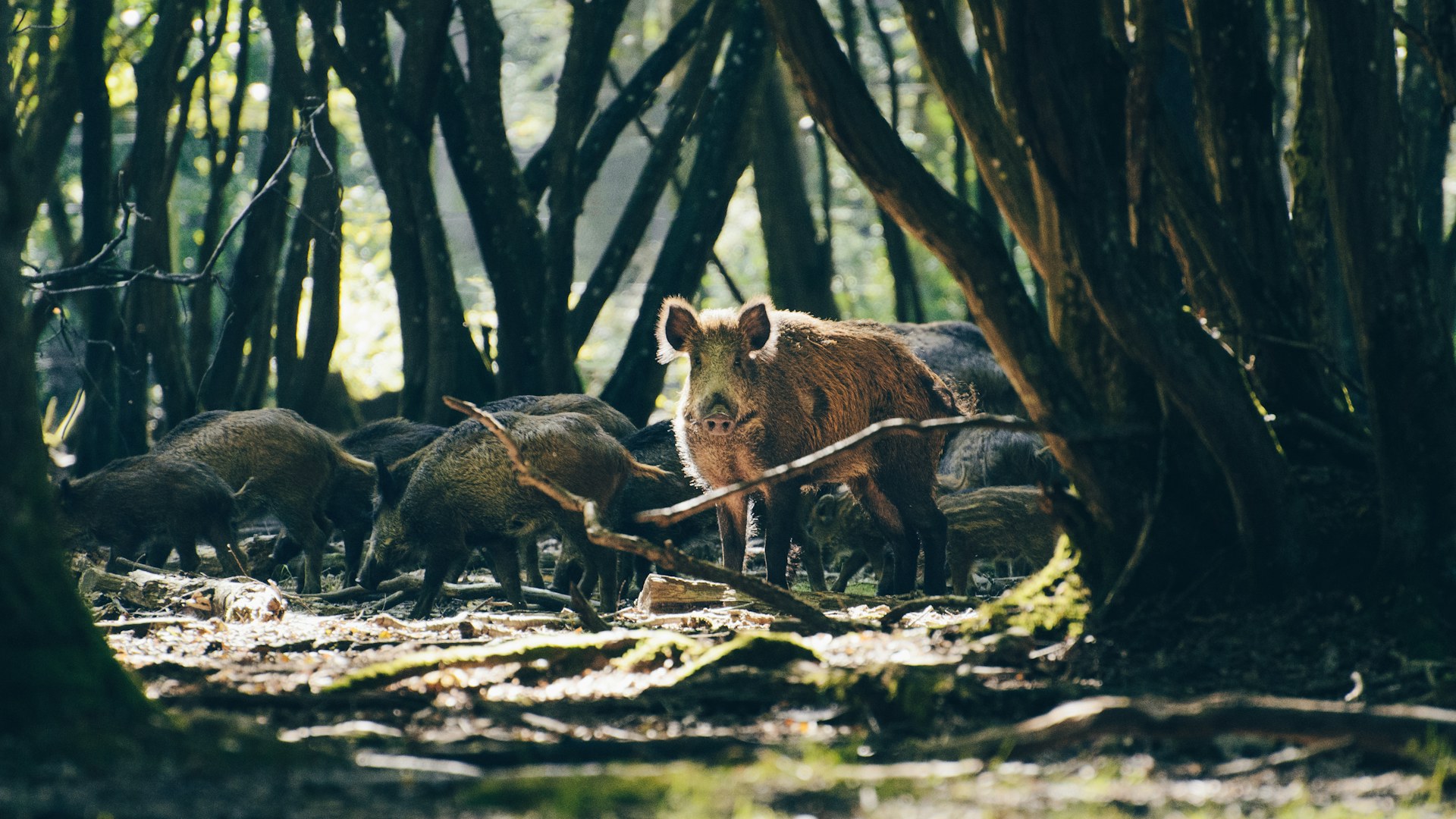 Wild boar in the woods