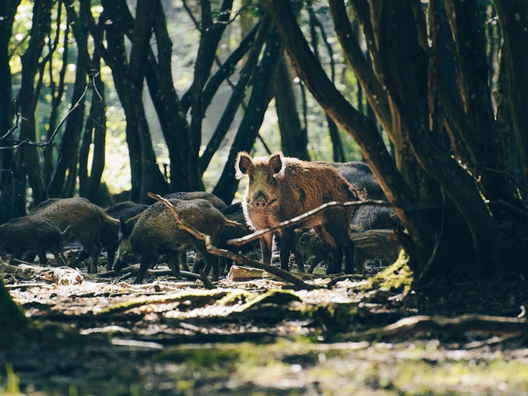Wild boar in the woods