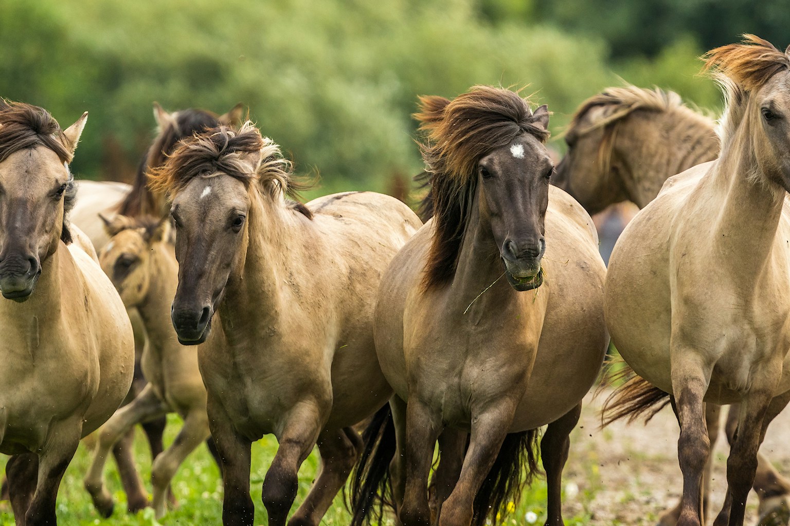 wild horse konik horses