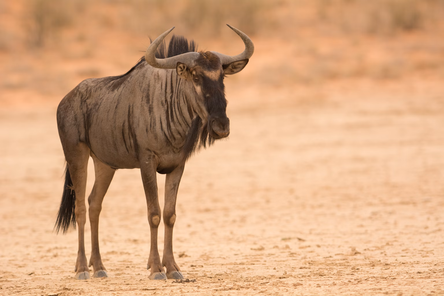 Wildebeest