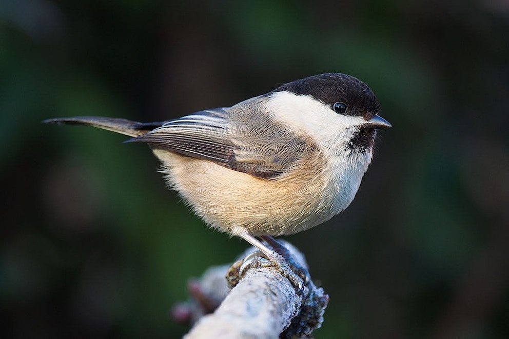 Willow Tit Lancashire