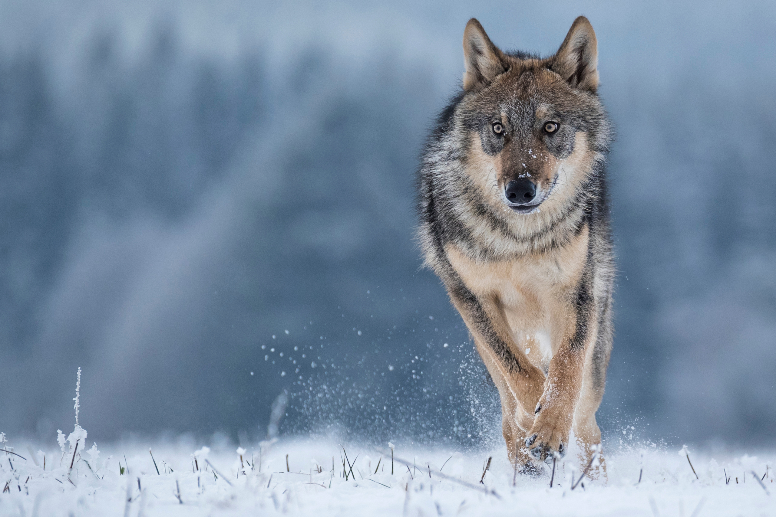 Wolf running portrait