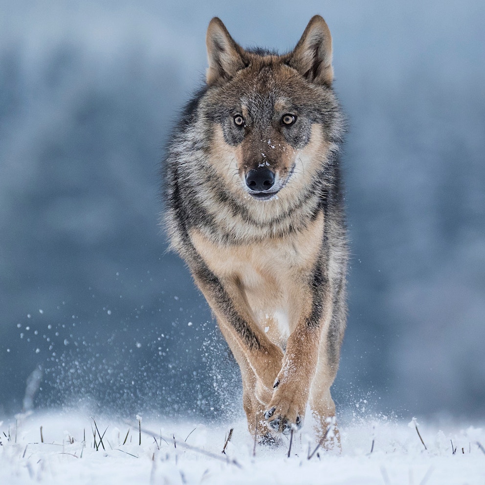 Wolf running portrait