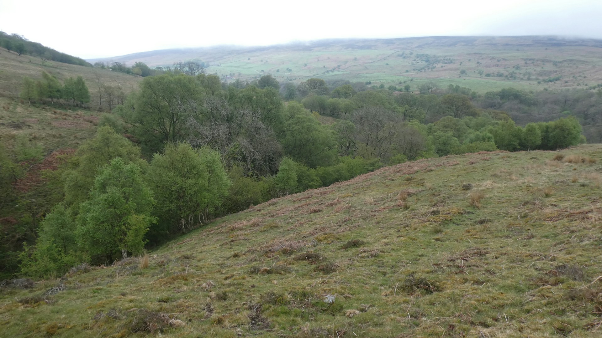 Woodland spreading out of the valleys at Geltsdale Farm