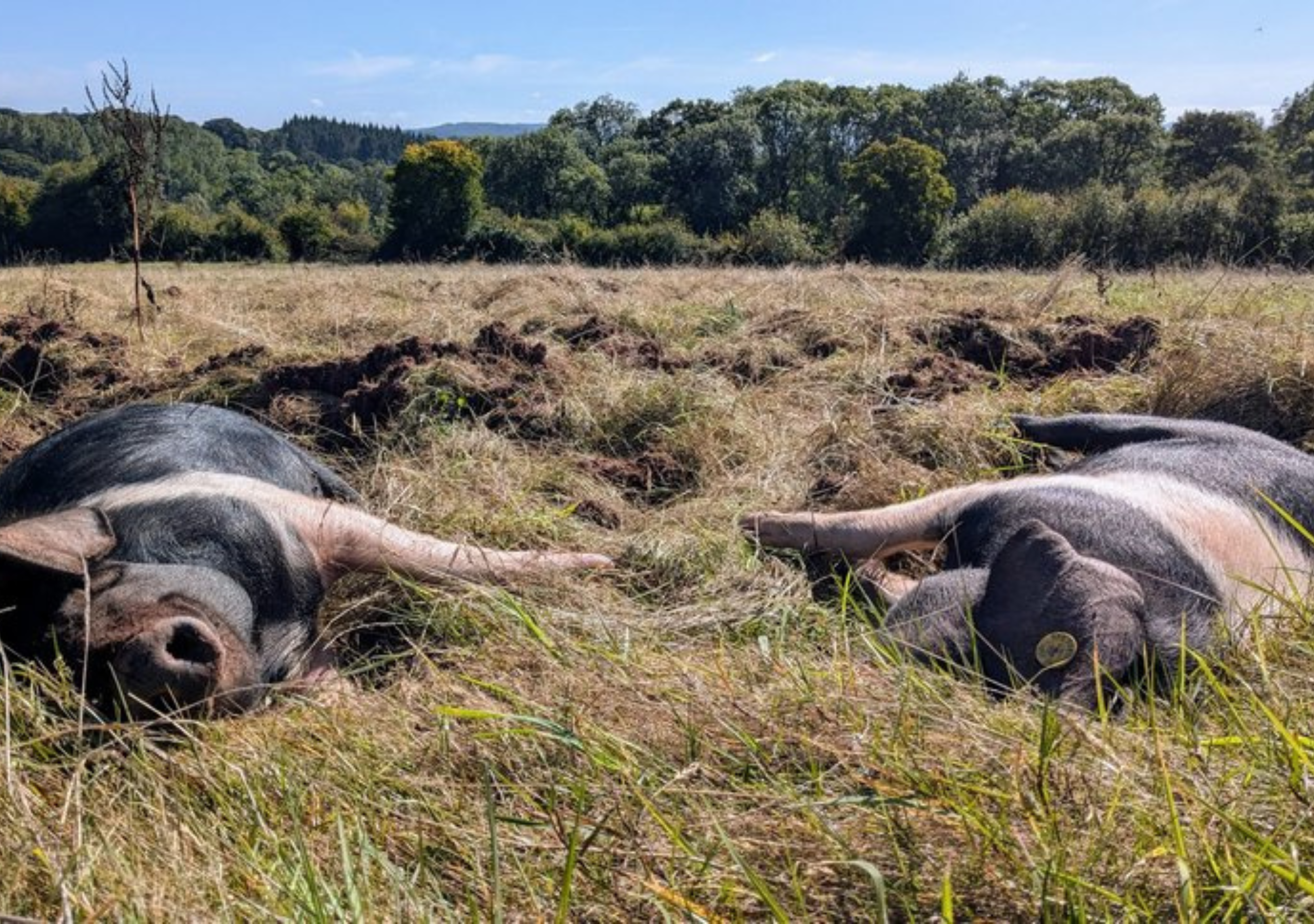 Proxy species rewilding at The Grange Project