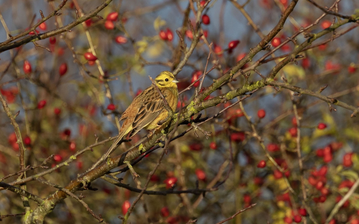 Yellowhammer bird sitting on a branch in a tree at the Wild Wrendale rewilding project in Lincolnshire