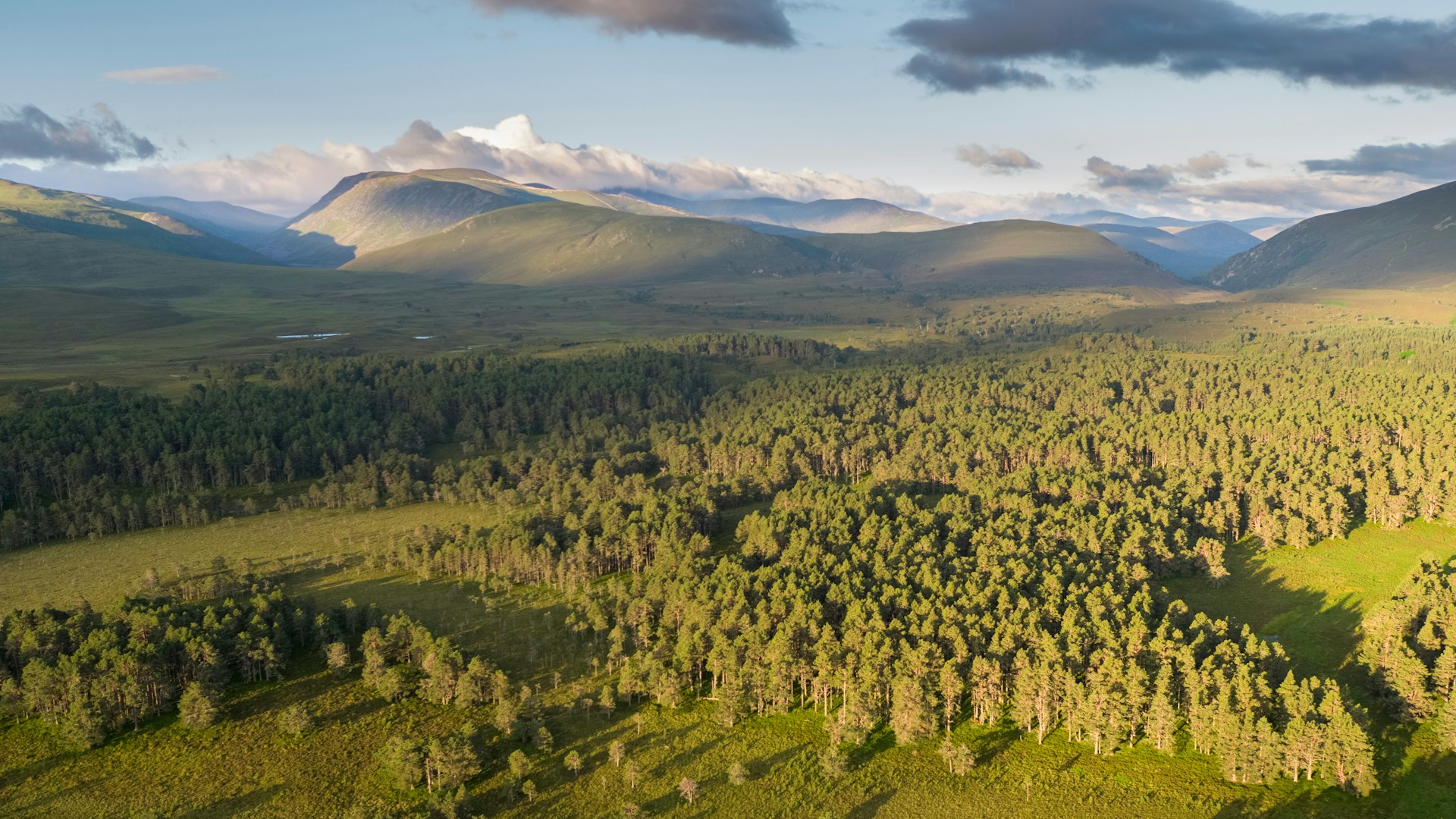 Abernethy forest at dawn, Cairngorms National Park, Scotland.