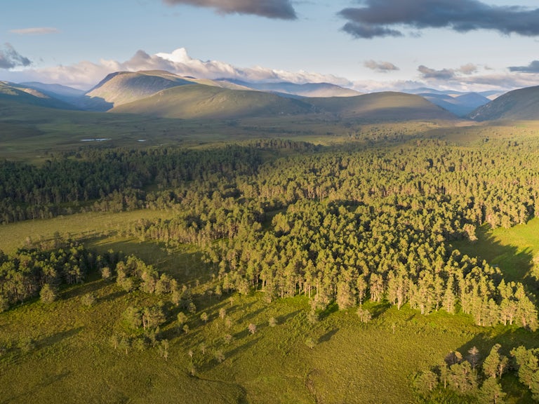 Abernethy forest at dawn, Cairngorms National Park, Scotland.