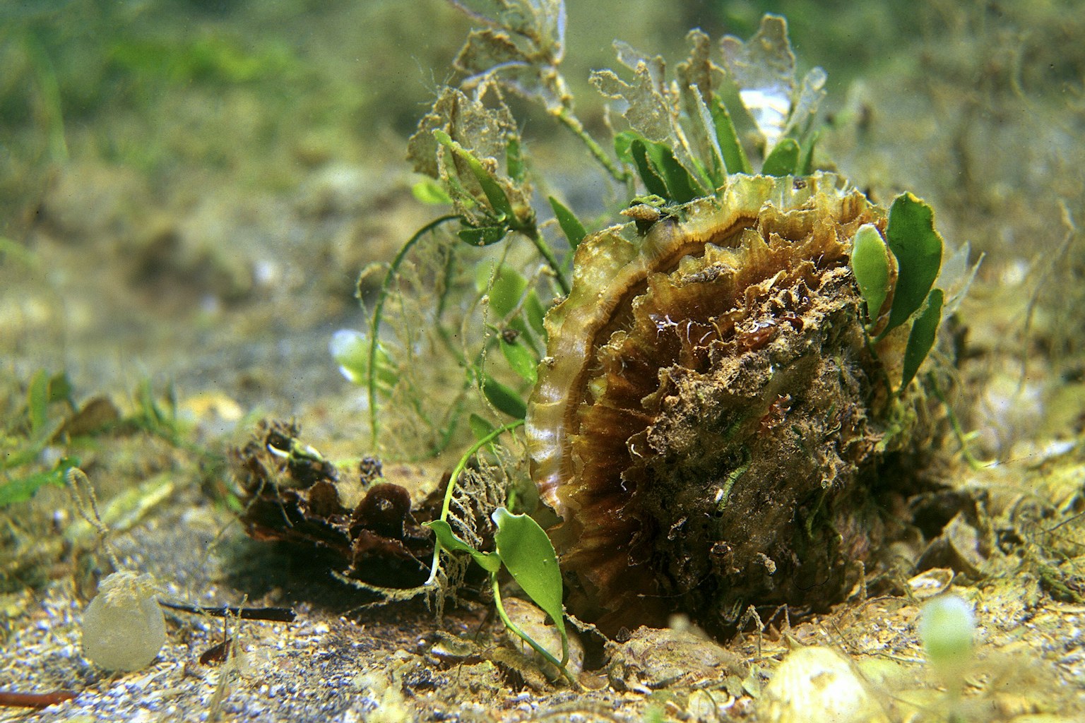 Common oyster on seabed