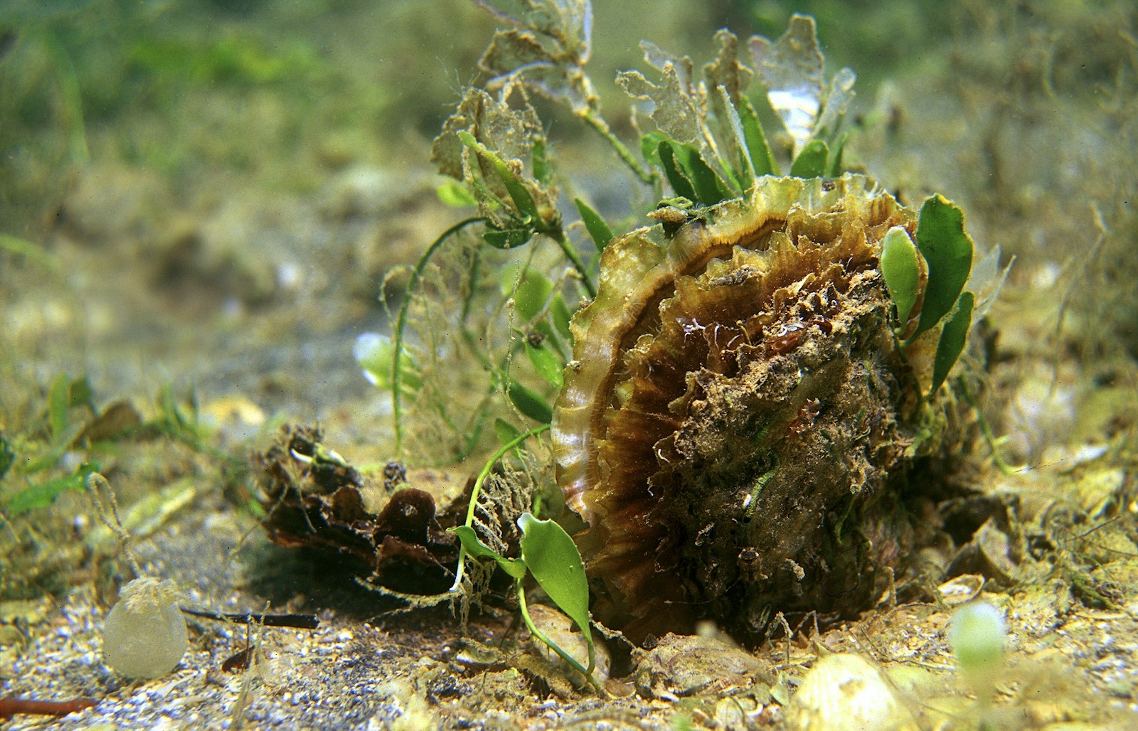 Common oyster on seabed