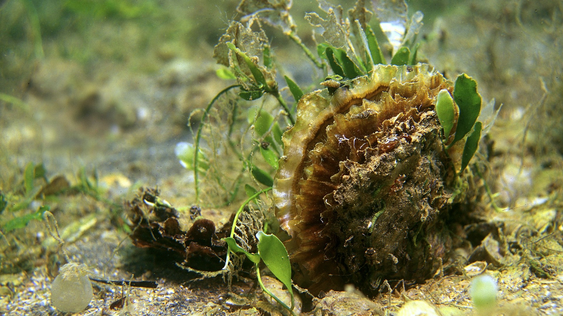 Common oyster on seabed